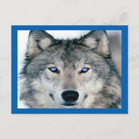Carte Postale Loup bleu (Devant)