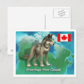 Carte Postale Loup canadien (Devant / Derrière)