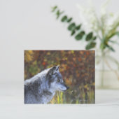 Carte Postale Loup (Canis Lupus) (Debout devant)