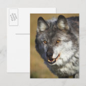 Carte Postale Loup (Canis Lupus) (Devant / Derrière)