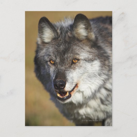 Carte Postale Loup (Canis Lupus) (Devant)