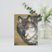 Carte Postale Loup (Canis Lupus) (Debout devant)