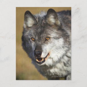 Carte Postale Loup (Canis Lupus)