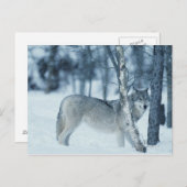 Carte Postale Loup (Canis lupus) en hiver (Devant / Derrière)