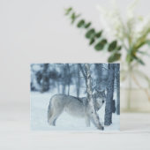 Carte Postale Loup (Canis lupus) en hiver (Debout devant)