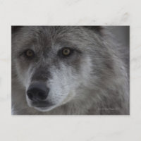 Loup (Canus lupus) du Yellowstone National