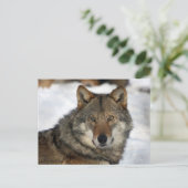 Carte Postale loup dans la neige (Debout devant)