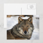 Carte Postale loup dans la neige (Devant / Derrière)