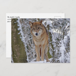 Carte Postale Loup dans la neige