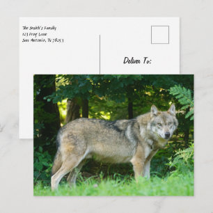 Carte Postale Loup dans les bois
