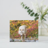 Carte Postale Loup d'automne (Debout devant)