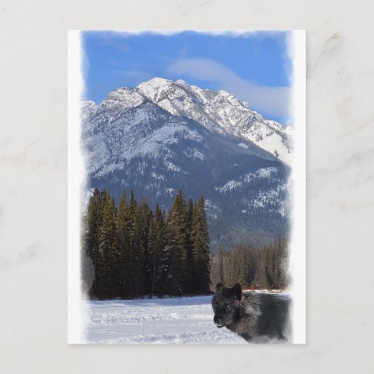 Carte Postale Loup de Banff en hiver avec Cascade du Mont (Devant)