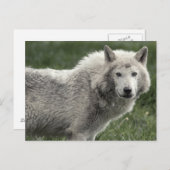 Carte Postale Loup de bois (Devant / Derrière)