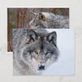 Carte Postale Loup de bois (Devant / Derrière)