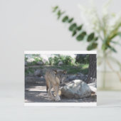 Carte Postale Loup de bois (Debout devant)