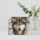 Carte Postale Loup de bois par Jim Zuckerman (Debout devant)