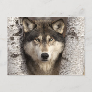 Carte Postale Loup de bois par Jim Zuckerman