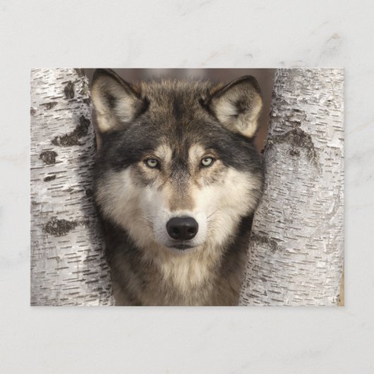 Carte Postale Loup de bois par Jim Zuckerman (Devant)