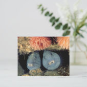 Carte Postale Loup de l'Atlantique (Debout devant)