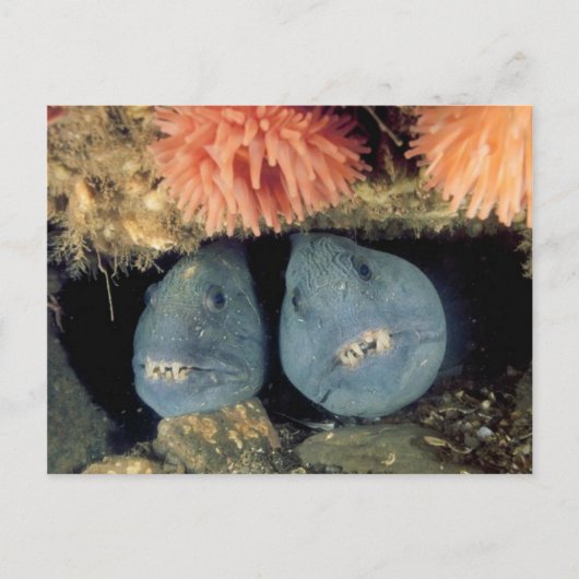 Carte Postale Loup de l'Atlantique (Devant)