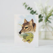 Carte Postale Loup de Tasmanie ou tigre (Debout devant)