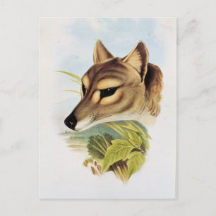 Carte Postale Loup de Tasmanie ou tigre