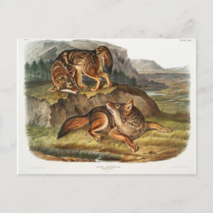 Carte Postale Loup des Prairies par John Woodhouse Audubon