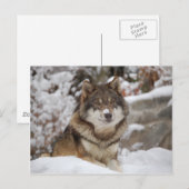 Carte Postale Loup d'hiver (Devant / Derrière)