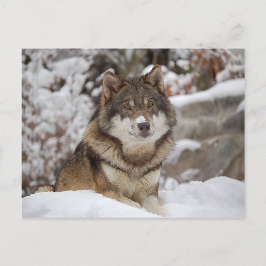 Carte Postale Loup d'hiver (Devant)