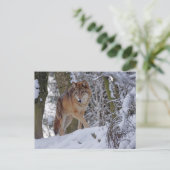 Carte Postale Loup d'hiver vintage (Debout devant)