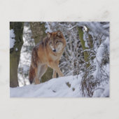Carte Postale Loup d'hiver vintage (Devant)