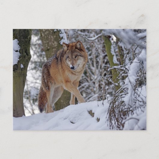 Carte Postale Loup d'hiver vintage (Devant)