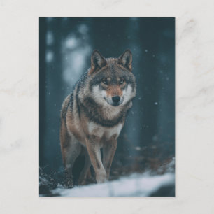 Carte Postale Loup en hiver