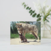 carte postale loup et chiot (Debout devant)