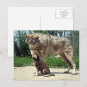 carte postale loup et chiot (Devant / Derrière)
