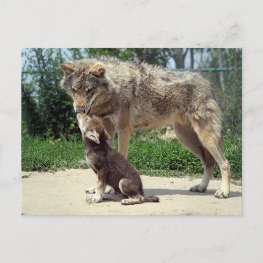 carte postale loup et chiot (Devant)