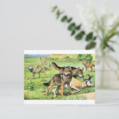 Carte Postale loup et coyote (Debout devant)