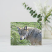 Carte Postale Loup européen (Debout devant)