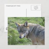 Carte Postale Loup européen (Devant / Derrière)