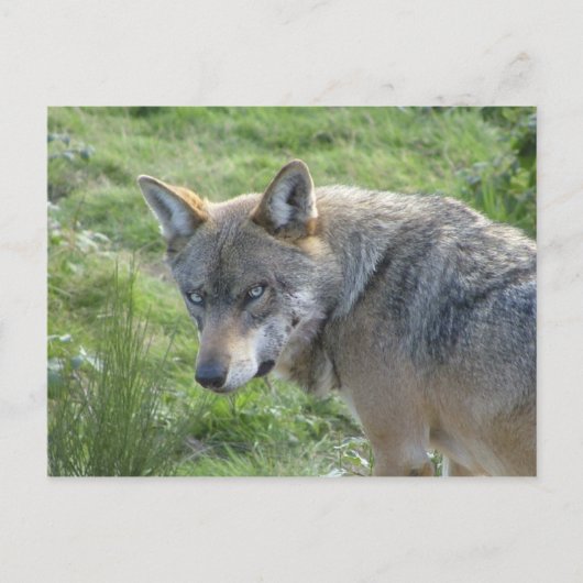 Carte Postale Loup européen (Devant)