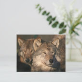 Carte Postale loup européen (Debout devant)