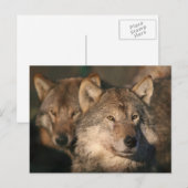 Carte Postale loup européen (Devant / Derrière)