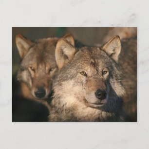Carte Postale loup européen