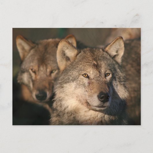 Carte Postale loup européen (Devant)