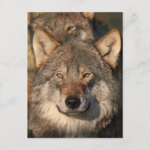 Carte Postale loup européen