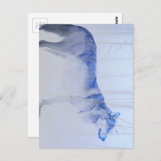 Carte Postale Loup exposé (Devant / Derrière)