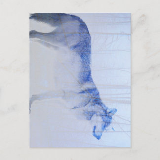 Carte Postale Loup exposé