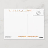 Carte Postale Loup gris (Dos)