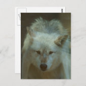 Carte postale Loup gris (Devant / Derrière)