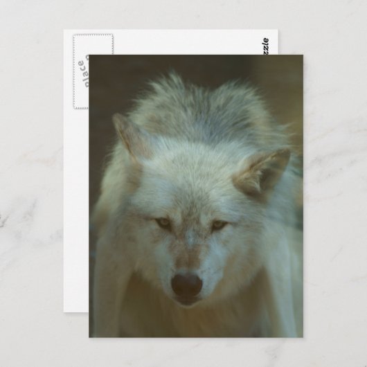 Carte postale Loup gris (Devant / Derrière)